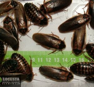 Karaczan argentyński duży (4-5cm) 40 sztuk