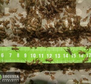Świerszcze domowe małe 600 X 4 sztuk (około 1cm)