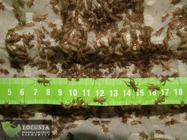 Świerszcze domowe małe 600 X 4 sztuk (około 1cm)