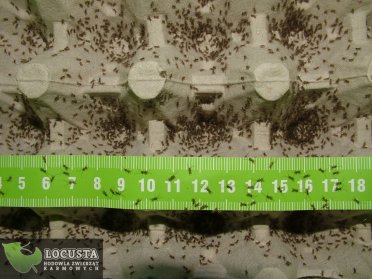 Świerszcz domowy wylęg (0,2-0,3cm) 2500 X 2 sztuk