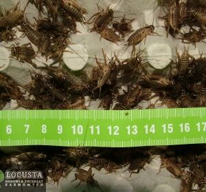 Świerszcze domowe subimago (1,5-2cm) 1 Litr