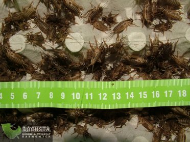Świerszcze domowe subimago (1,5-2cm) 1 Litr