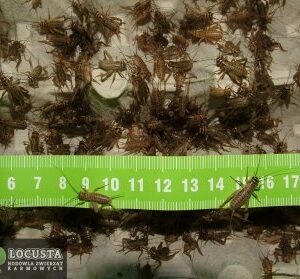 Świerszcze domowe średnie (1-1,5cm) 1 Litr
