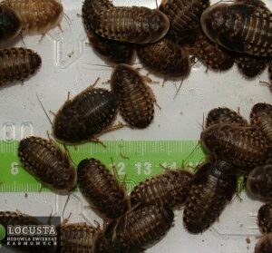 Karaczan argentyński subimago (około 3cm) 60 sztuk