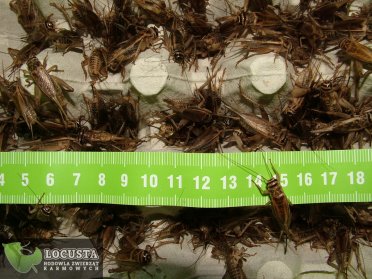 ŚWIERSZCZE DOMOWE DUŻE (2-2,5CM) 5 LITRÓW