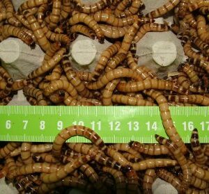 Drewnojad (ok. 4-5cm) 1 Litr