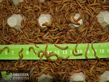 Mącznik młynarek (około 2cm) 5 Litrów